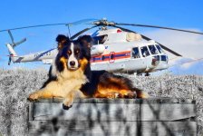 28 апреля - Международный день поисково-спасательных собак (International Search and Rescue Dog Day)